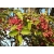 Nasiona Żółtodrzew chiński Zanthoxylum simulans szt.3 PWxx219