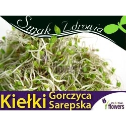 Nasiona na kiełki Gorczyca Serbska Tor532