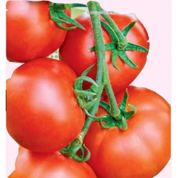 Nasiona Pomidor szklarniowy DAFNE Tor170