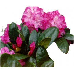 Rododendron Blurettia Roj3
