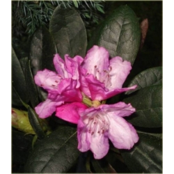 Rododendron Dr.H.C.Dresselhuys 5 lat Ro29