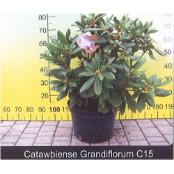 Rododendrony duże w 15 L donicach Rduz1
