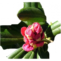 Rododendron Haaga Ro37