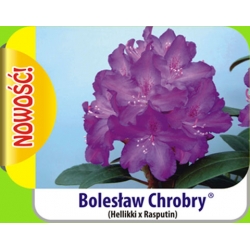 Rododendron Bolesław Chrobry fioletowy Rok1