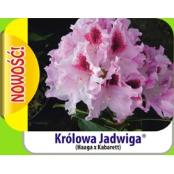 Rododendron Królowa Jadwiga różo-bia fryzowa Rok8