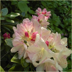 Rododendron Lachsgold 5 lat Ro45