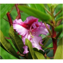 Rododendron Pfauenauge 5 lat Ro56
