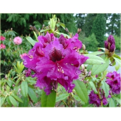 Rododendron Purple Splendour 5 lat Ro61