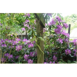 Rododendron Purple Splendour 5 lat Ro61