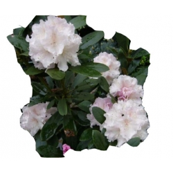 Rododendron Schneekrone Roj15