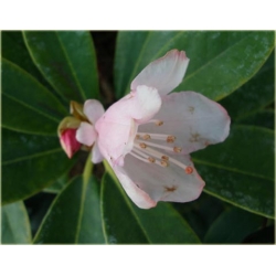 Rododendron Silberwolke 5 lat Roj17