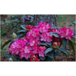 Rododendron Sternzauber 5 lat Ro66