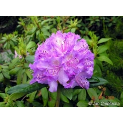 Rododendron Alfred 5 lat Ro5