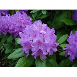 Rododendron Catawbiense 5 lat Ro19