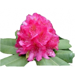 Rododendron Catharine van Tol Ro20