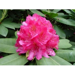 Rododendron Catharine van Tol 5 lat Ro20