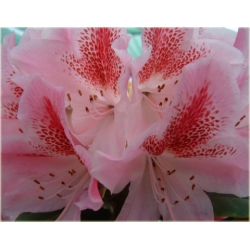 Rododendron Cosmopolitan 5 lat Ro24