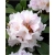Rododendron Eskimo 5 lat Ro31