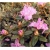 Rododendron Moerheim jasnofioletowy Rom10