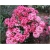 Rododendron Sweet Sue 5 lat Roj19