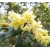 Rododendron Belkanto 5 lat Ro11
