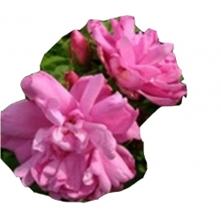 Róża jadalna różowa Passion Rokoko Rja1