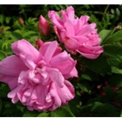 Róża jadalna różowa Passion Rokoko rozx1