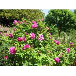 Róża jadalna różowa pomarszczona rozx2
