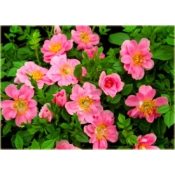 Róża miniaturowa różowa Pink Pins rozx2