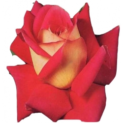 Róża wielkokwiatowa bordowo-kremowa Kronenburg Rwi19