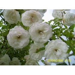 Róża pnąca biała Heritage rozx11