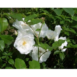 Róża pnąca biała Iceberg rozx2