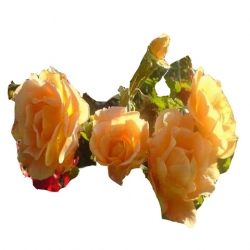 Róża pnąca herbaciana Westerland Rpn3
