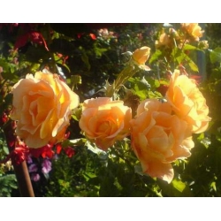 Róża pnąca herbaciana Westerland rozx3