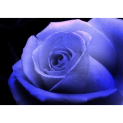 Róża pnąca niebieska Indigolette rozx6