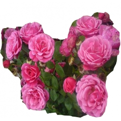 Róża pnąca różowa Etiuda Rpn12