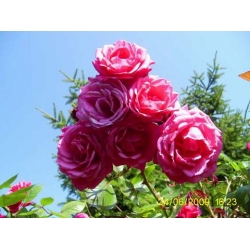 Róża pnąca różowa Etiuda rozx12