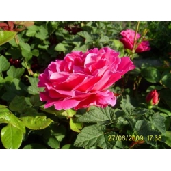 Róża pnąca różowa Etiuda rozx12