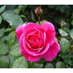 Róża pnąca różowa Parade rozx5