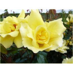 Róża pnąca żółta Golden Showers Rpn16