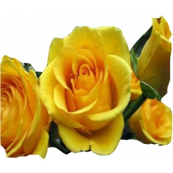 Róża pnąca żółta Goldenstern Rpn4