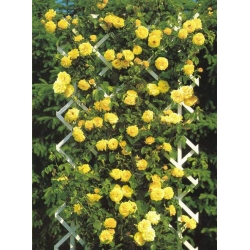 Róża pnąca żółta Goldenstern rozx4