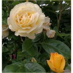 Róża pnąca żółta Goldenstern rozx4