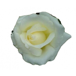 Róża wielkokwiatowa biała Pascali Rwi7