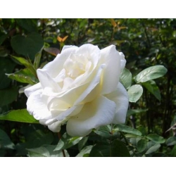 Róża wielkokw biała Pascali rozx7