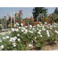Róża wielkokw biała Pascali rozx7