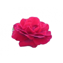 Róża wielkokwiatowa ciemnoczerwona Mr Lincoln Rwi4