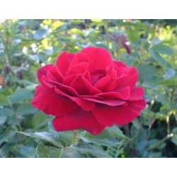Róża wielkokw ciemnoczerwona Mr Lincoln rozx4
