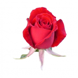 Róża wielkokwiatowa czerwona Dama de Coeur Rwi2
