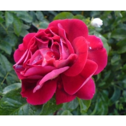 Róża wielkokw krwistoczerwona Burgund rozx2